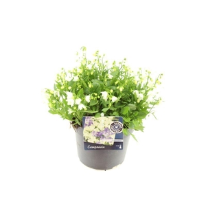 Campanula cochl. White Baby