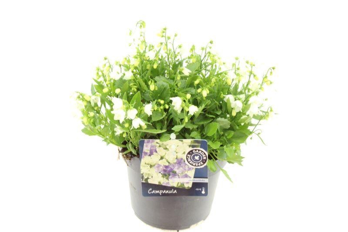 <h4>Campanula cochl. White Baby</h4>