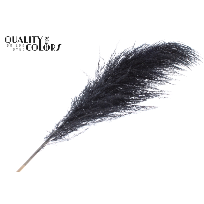 <h4>Pampas Grass ± 175cm p/pc in poly Black</h4>