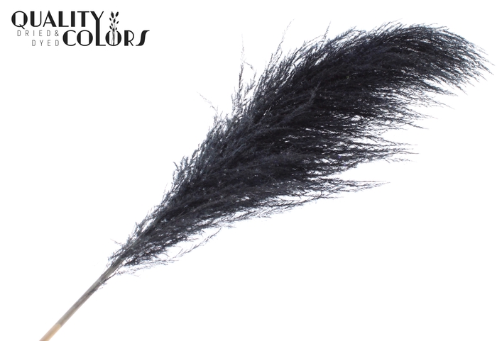 Pampas Grass ± 175cm p/pc in poly Black