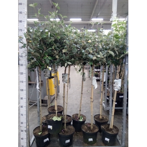 Viburnum  'Eskimo'