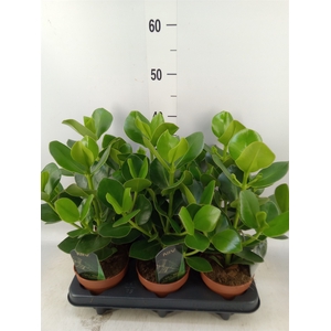 Clusia rosea 'Princess'