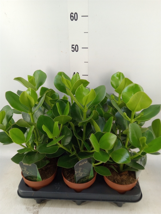 <h4>Clusia rosea 'Princess'</h4>