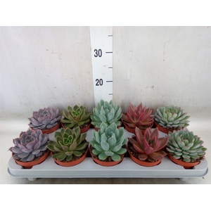 Echeveria   ...mix