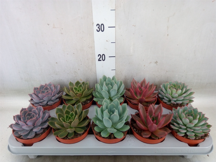 <h4>Echeveria   ...mix</h4>