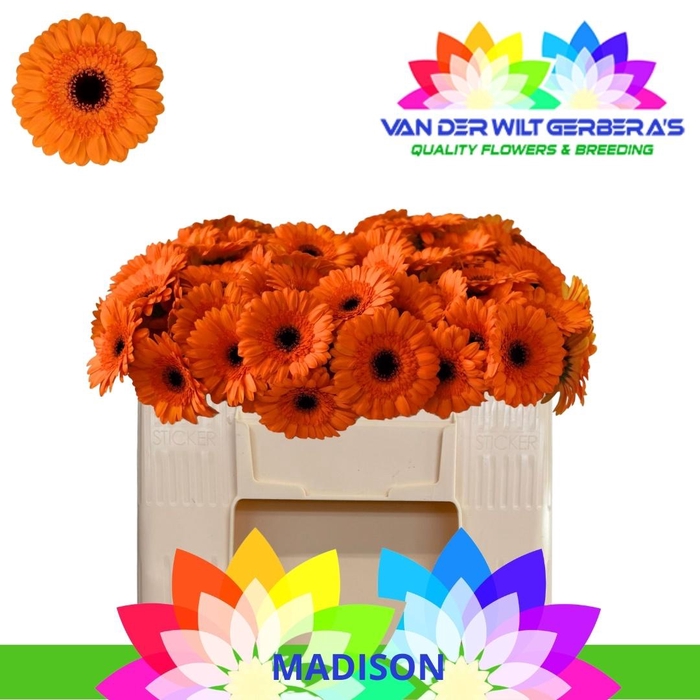 <h4>GE MI MADISON</h4>