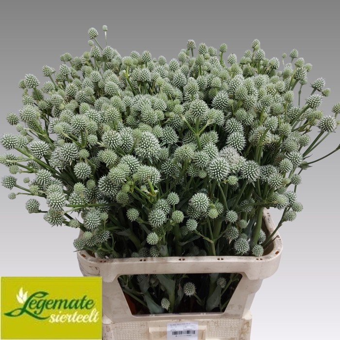 <h4>Eryngium Yu Mag Silver Globe Legemate</h4>