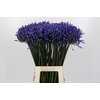Agapanthus Dr Brouwer