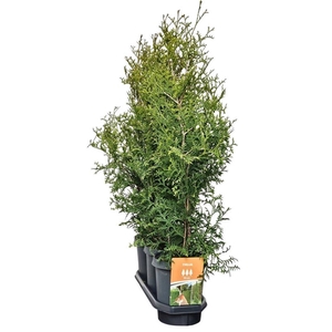 Hedgeline Thuja occidentalis (King of) Brabant 80-100 C4