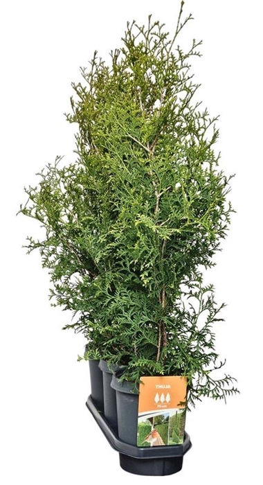 <h4>Hedgeline Thuja occidentalis (King of) Brabant 80-100 C4</h4>