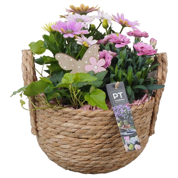 <h4>Arr.   Perkplanten L%</h4>