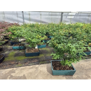 Acer palmatum Little Princess