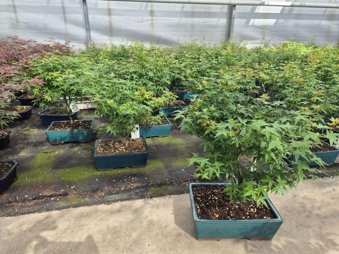 Acer palmatum Little Princess