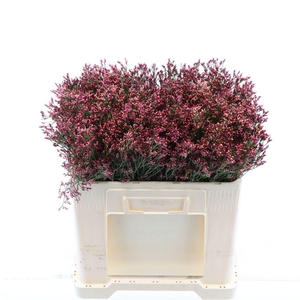 Limonium Sinense Max Diamond