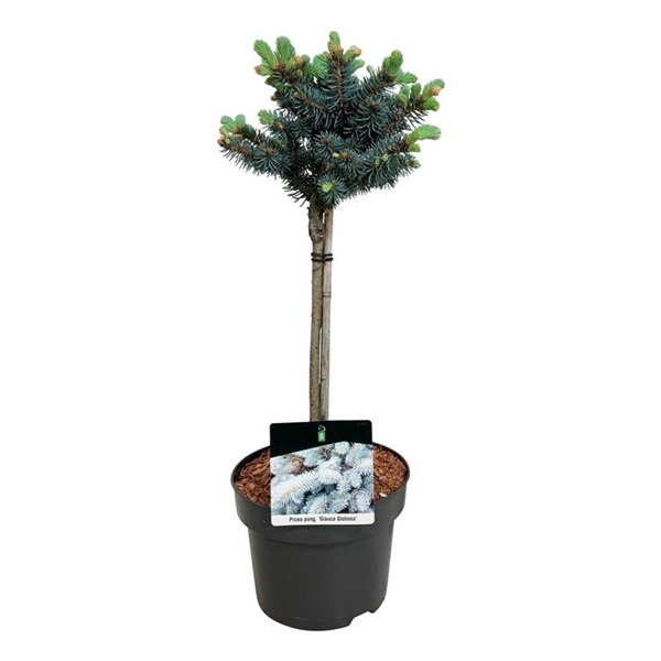 <h4>Picea pung. 'Glauca Globosa'</h4>