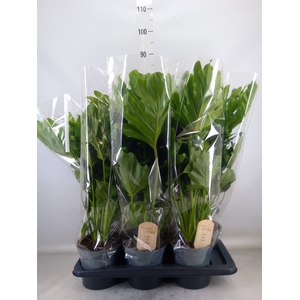 Philodendron bipinn. 'Little Hope'