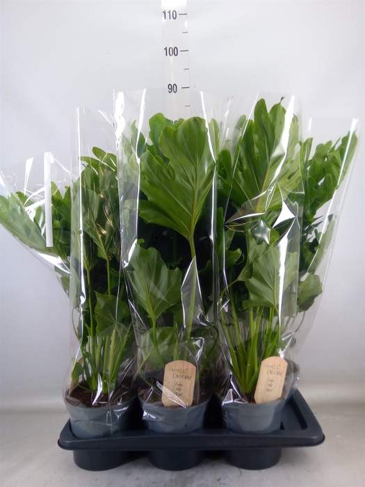 <h4>Philodendron bipinn. 'Little Hope'</h4>