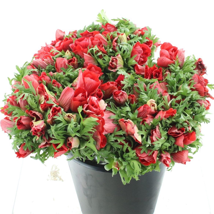 <h4>Anem Mistral Red</h4>