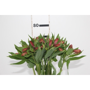 ALSTROEMERIA MILOS 080 CM