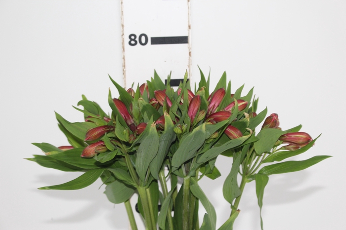 <h4>ALSTROEMERIA MILOS 080 CM</h4>