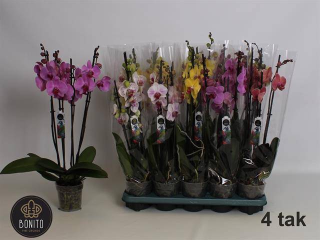 <h4>PHAL GEM 5 KL</h4>