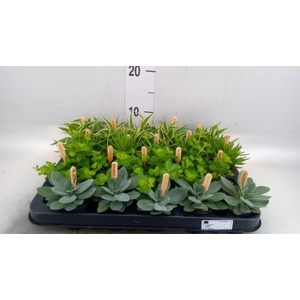 Planten  ..mix