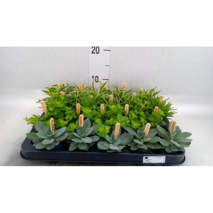 <h4>Planten  ..mix</h4>