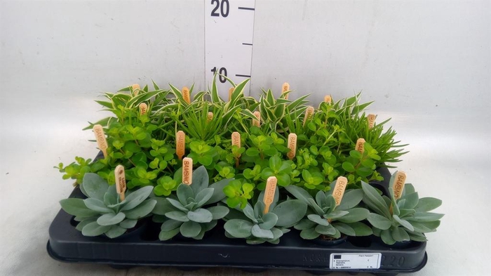Planten  ..mix
