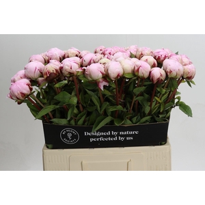 Paeonia Reine Hortense XXL