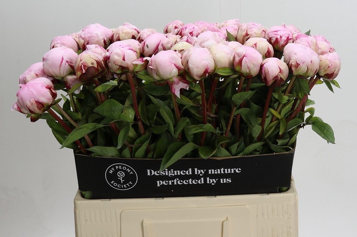 <h4>Paeonia Reine Hortense XXL</h4>
