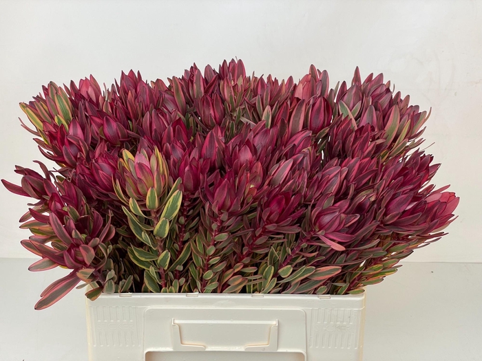 <h4>LEUCAD JESTER</h4>