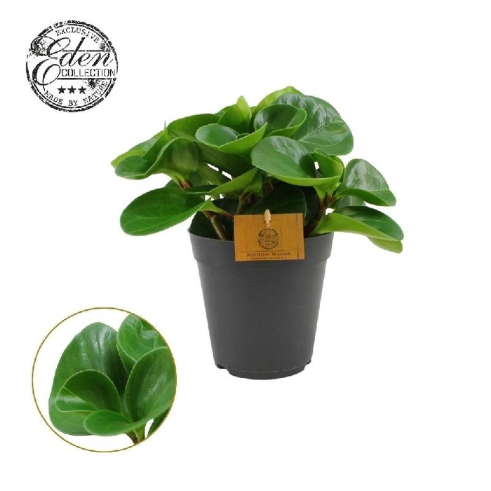 Peperomia Obtusifolia groen