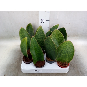 Sansevieria grandis