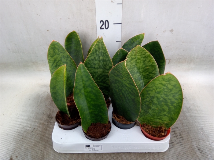 <h4>Sansevieria grandis</h4>
