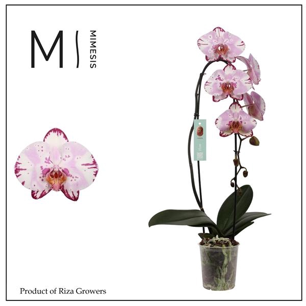 <h4>Mimesis Phal. Flow Emiliya - 1 spike 12cm</h4>