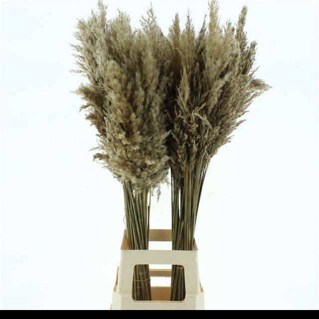 <h4>CORTADERIA OV</h4>
