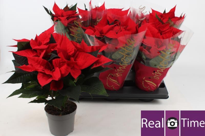 <h4>EUPHOR P PREM RED</h4>