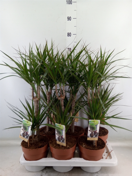 <h4>Dracaena marg.</h4>