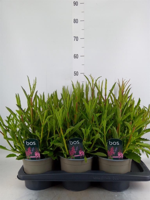 <h4>Verbena bonariensis</h4>