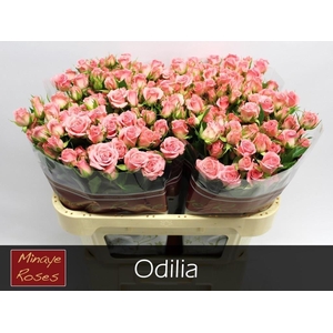 R TR ODILIA