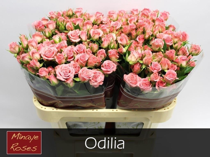 <h4>R TR ODILIA</h4>