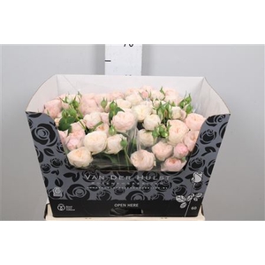 R Tr Royal Blush