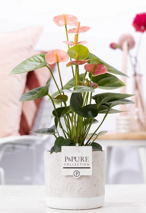 <h4>Anthurium pink (Spirit) in P&PURE Jade 5 ceramics</h4>