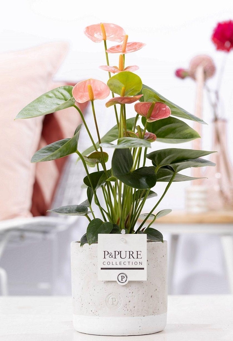 <h4>Anthurium pink (Spirit) in P&PURE Jade ceramics</h4>