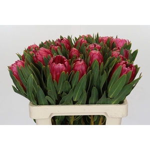 Protea Brenda