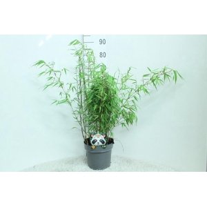 Fargesia Rufa