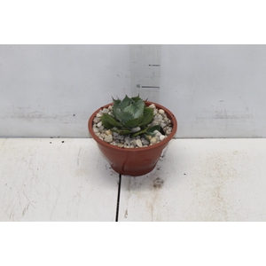 AGAVE PARRYI C18