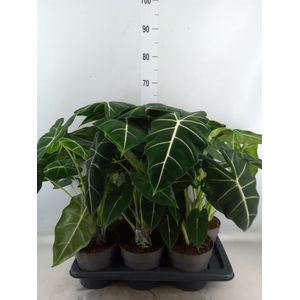 Alocasia   ...