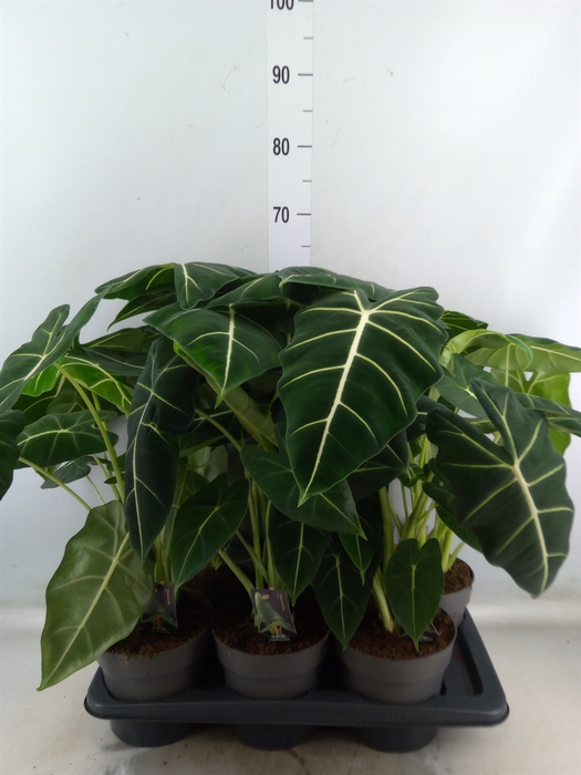 <h4>Alocasia   ...</h4>