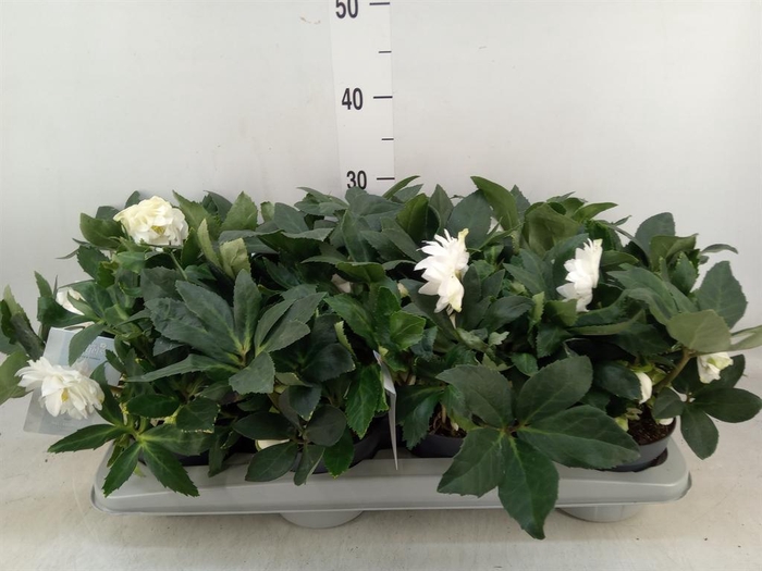 <h4>Helleborus niger</h4>